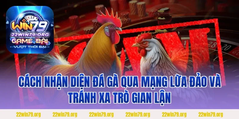 Cách nhận diện đá gà qua mạng lừa đảo và tránh xa trò gian lận