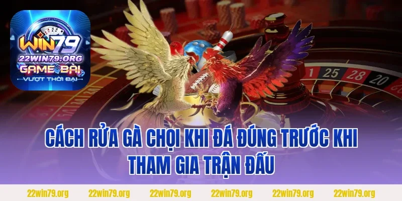 Cách rửa gà chọi khi đá đúng trước khi tham gia trận đấu