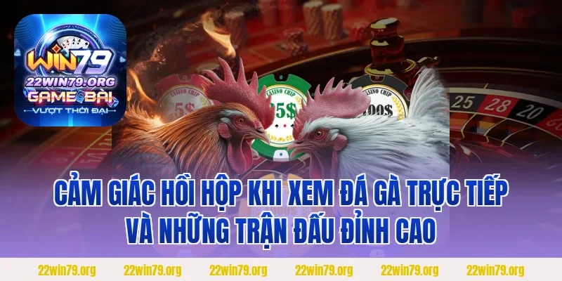 Cảm giác hồi hộp khi xem đá gà trực tiếp và những trận đấu đỉnh cao