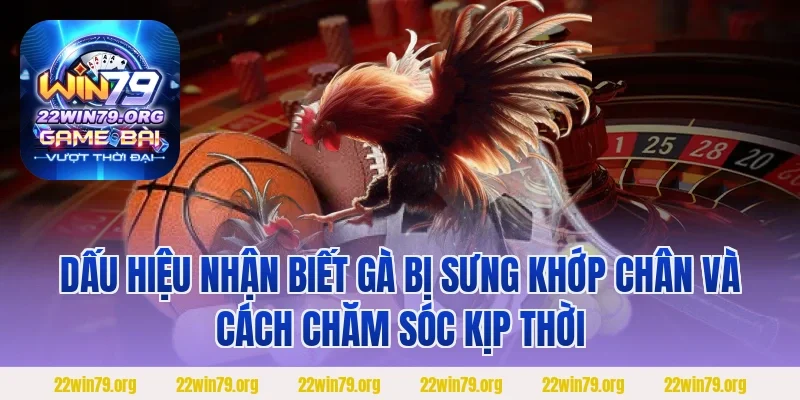 Dấu hiệu nhận biết gà bị sưng khớp chân và cách chăm sóc kịp thời