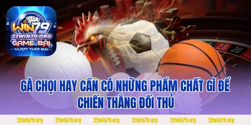 Gà chọi hay cần có những phẩm chất gì để chiến thắng đối thủ