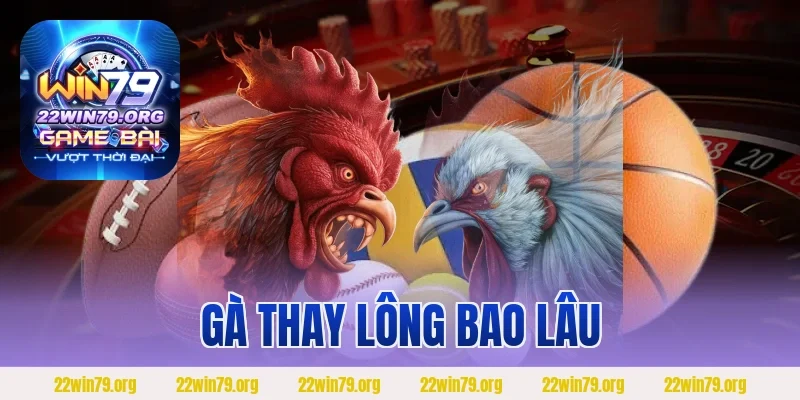Gà Thay Lông Bao Lâu