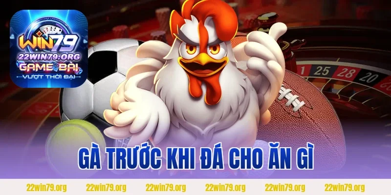 Gà Trước Khi Đá Cho Ăn Gì