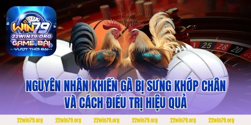Nguyên nhân khiến gà bị sưng khớp chân và cách điều trị hiệu quả