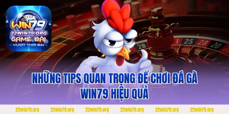 Những tips quan trọng để chơi Đá Gà Win79 hiệu quả